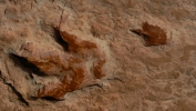 PICTURES/Dinosaur Tracks/t_Tracks7.JPG
